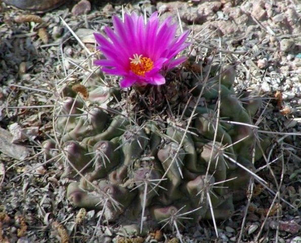 Thelocactus_rinconensis